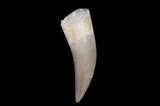 Fossil Plesiosaur (Zarafasaura) Tooth - Morocco #78419-1